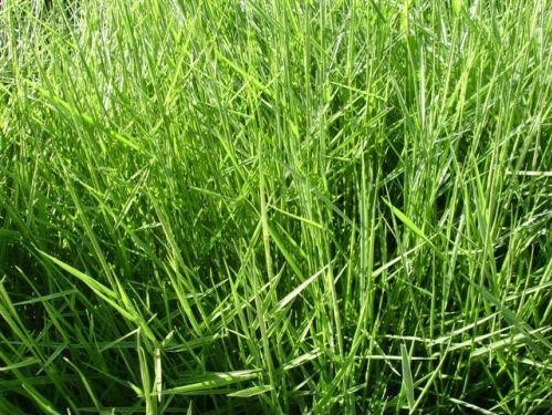 Brachiaria Humidicola cv humidicola SACO 20KG