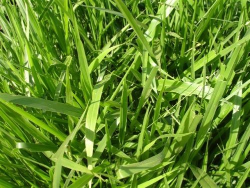 Brachiaria Decumbens cv basilisk SACO 20KG