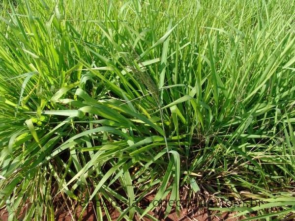 Panicum Maximum cv Tanzânia SACO 20KG