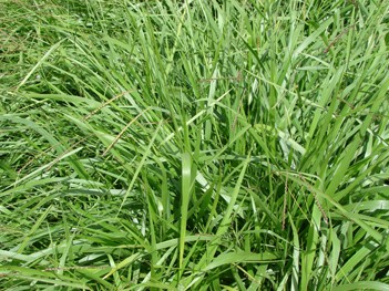 Brachiaria Brizantha cv Liberta MG-4 20kg