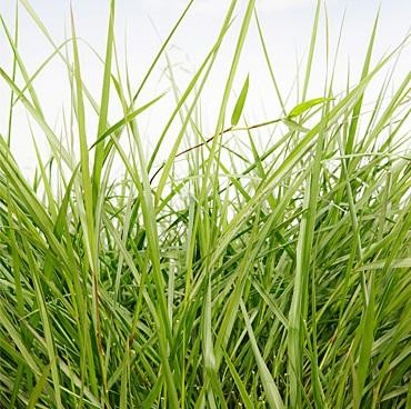 Brachiaria Humidicola cv llanero SACO 20KG