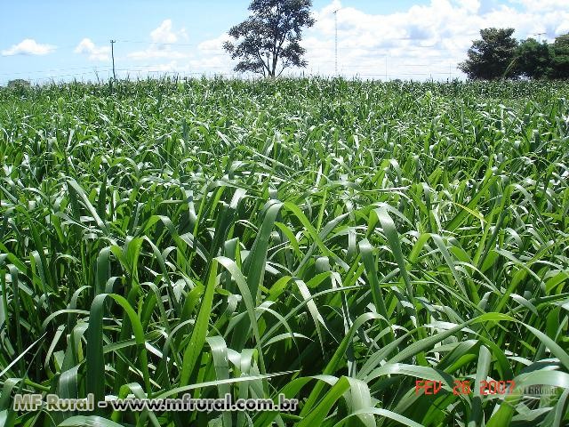 Brachiaria Brizantha cv Xaraes / MG-5 20kg