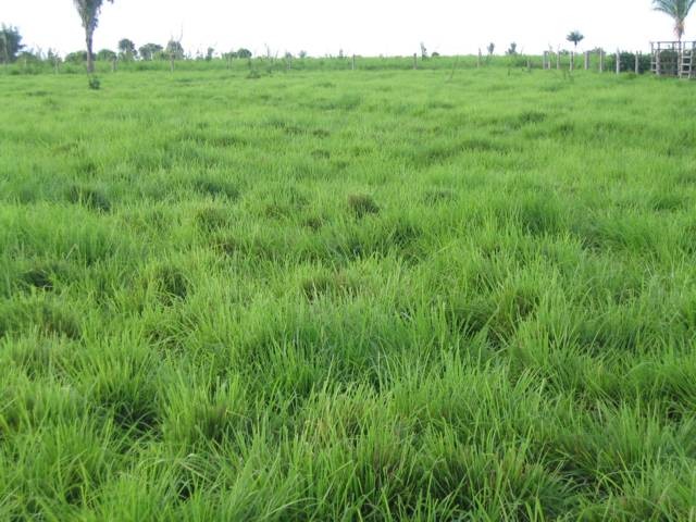 Panicum maximum cv massai SACO 20KG