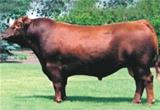 1011 Lodi Prince 2632 