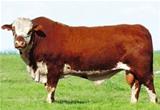 Ordem 38 R337 Dose