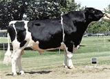 GLEN-TOCTIN PIPPEN-ET *CV EX-92 