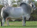 Maximus 515/1 Dose