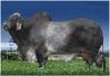 Marca Sol Ementhal 258 TE Dose