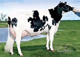 WA-DEL CASHMERE ET 