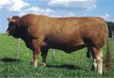 Nativo 603 da Associl TE 