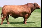 NORSEMAN KING 