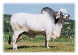 TAROLO de TABAPUÃ 