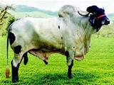Zorro da Sil 
