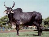 NAMULI S 
