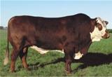Guatambu 38 - B1089 Dose