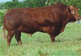 3M Pacato Hallmark 3870 TE 