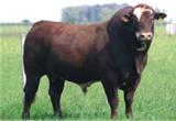 Cimarron 38-G383 Dose