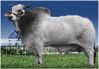 JDH Sampson de Manso 1767 Dose