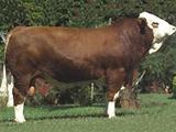 PWM DIOR AS 