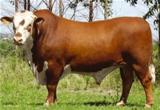 Belvista 38-7180 Dose