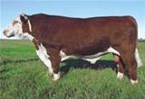 Guatambu CP 756 