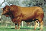 RAB Heavenly King H38G Dose