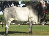 OPEROSO OL 