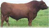 DAKOTA COPPER 