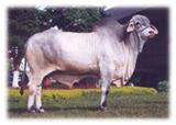 SINTAGMA de TABAPUÃ 