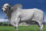 Atlas da Poty VR 