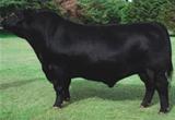 Dominante Sacarias 105 TE 