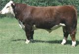 Remitall Super Duty 42 S 