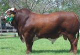 Pitangueira 38-B859 Dose