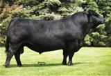 Remitall Sizzler 580S 