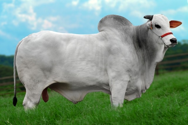 Ikaram FIV da 2L 