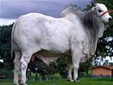 JAYAMU DA MATINHA 
