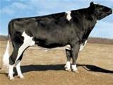 END-ROAD PVF BOLIVER-ET *TV EX-92 Dose