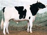 Regancrest Dundee-ET *TV EX93 