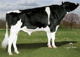 Eastview INTEL LL-ET 