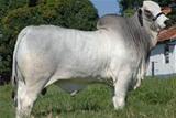 Derabad da Di Genio 