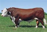 Guatambu A1573 