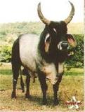 LANCEIRO da XARQ. 
