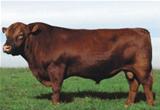Rincón Massai 410 Del Sarandy 