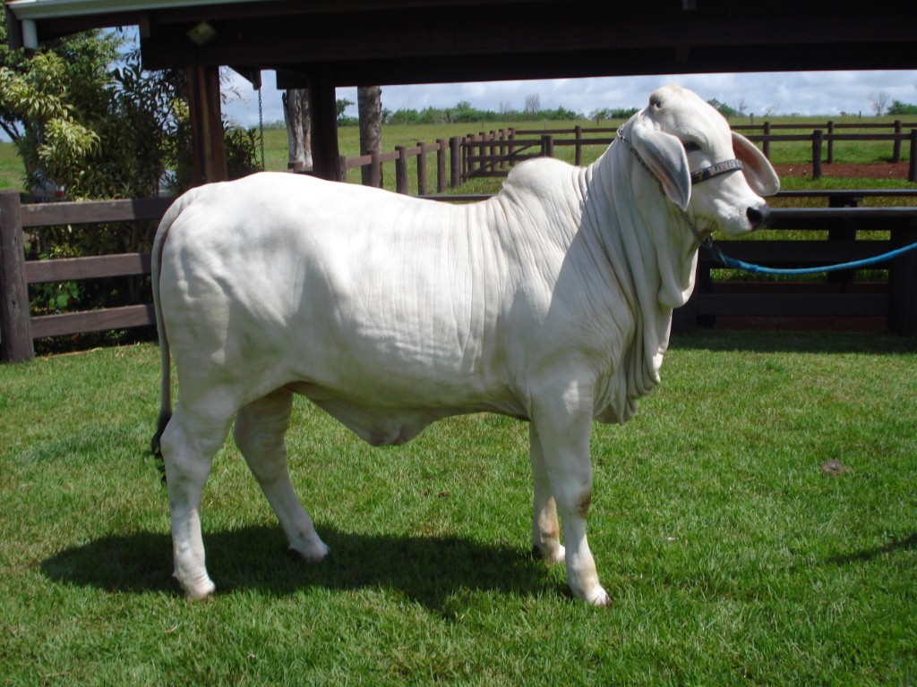 EMBRIÕES DE BRAHMAN UNIDADE