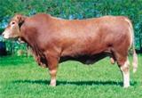 Red Predominant 3/8 584 