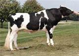 REGANCREST-HHF MALIN-ET VG-87 