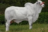 Laredo FIV Matinha 