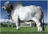 MR V8 920/5 Dose