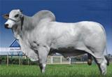 Eldorado MRA 