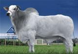 Garboso da SM 
